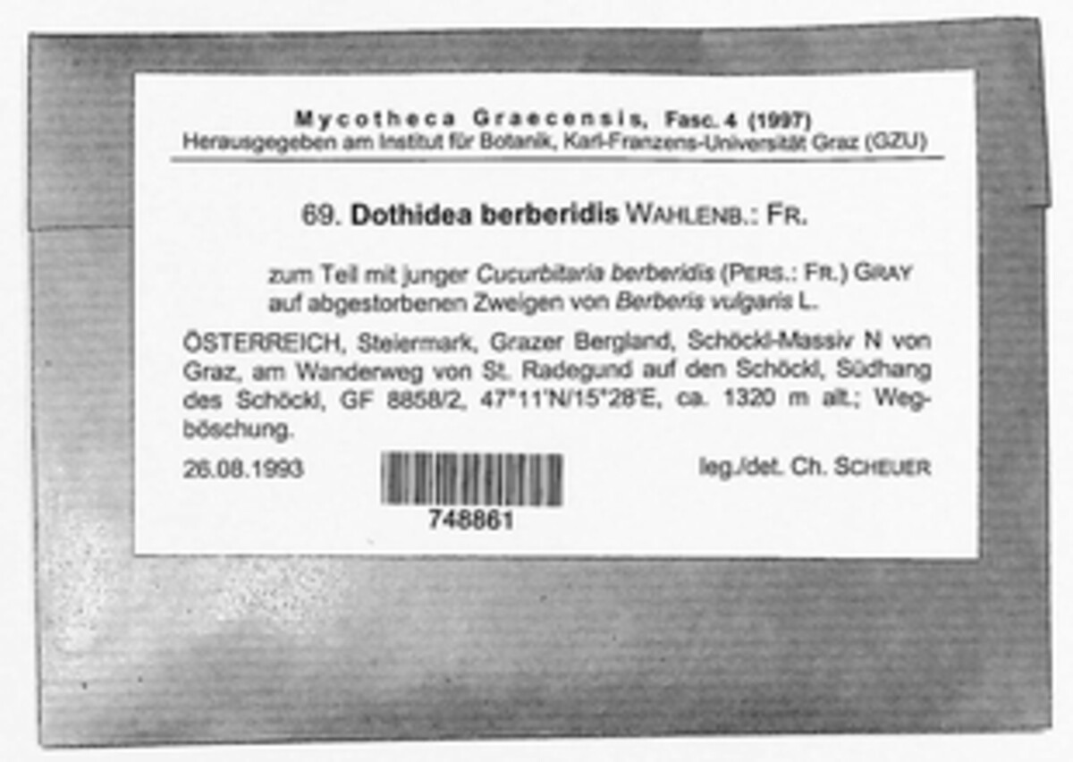 Dothidea berberidis image